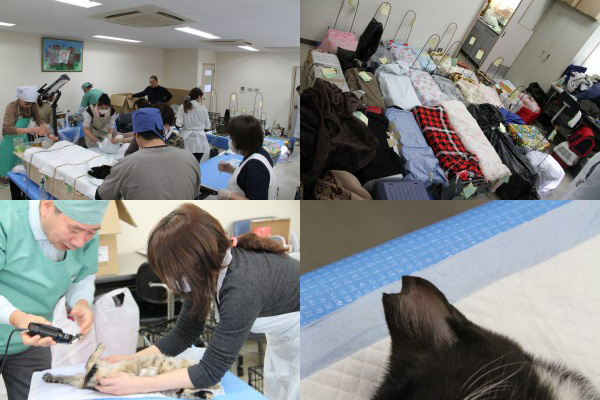 大阪市公園ねこ適正管理推進サポーター制度事業市民協働体の取り組み