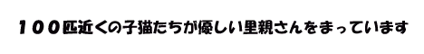 NPO法人犬と猫のためのライフボート~手を伸ばせば救えるいのちがある~